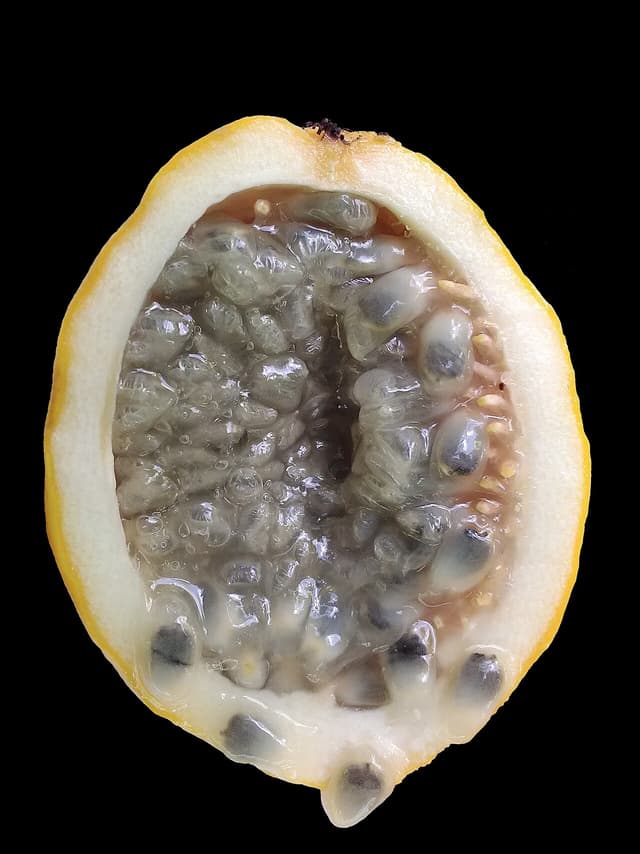 Маракуйя (Passiflora laurifolia) в разрезе